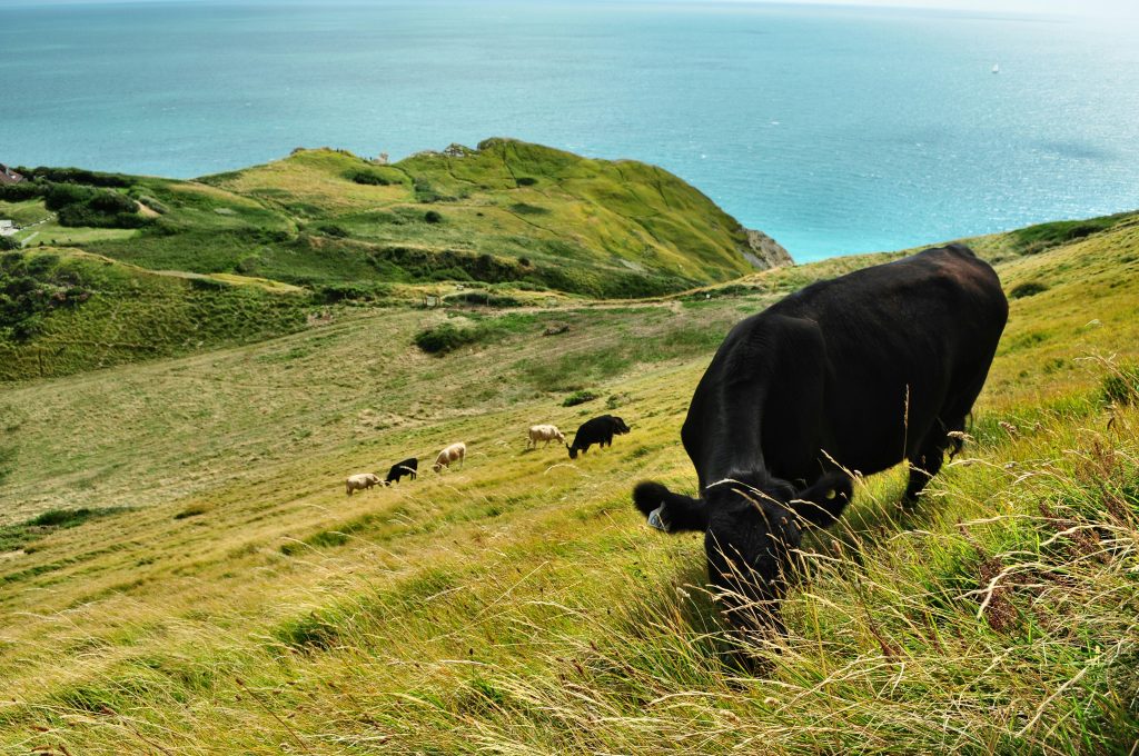 Cows grazing UK